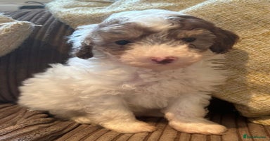 Miniature Poodle dogs - Advert 5