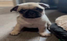 Pug dogs for sale: Beautiful pug pups ready for there forever homes  - Image 10