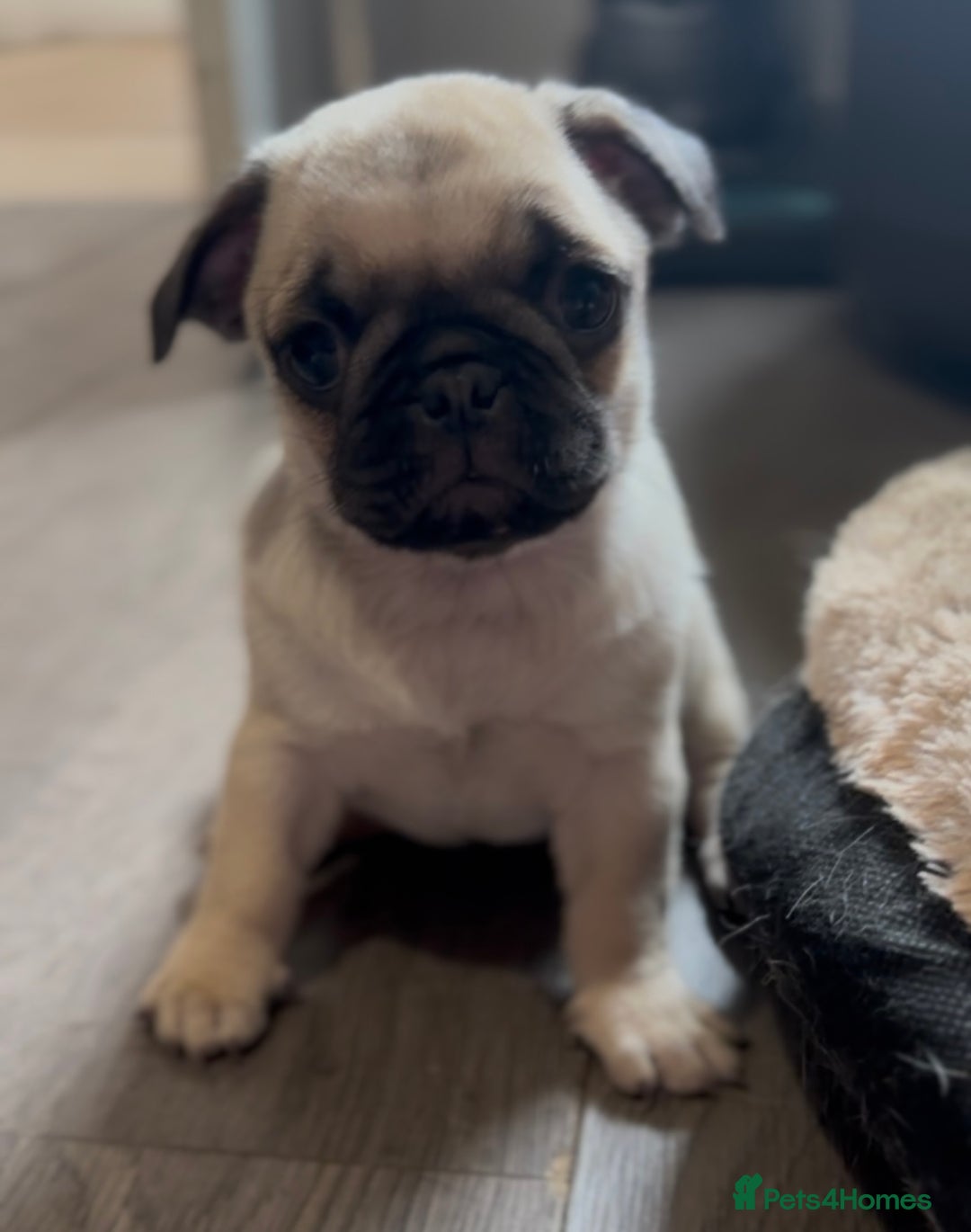 Pug dogs for sale: Beautiful pug pups ready for there forever homes  - Image 10