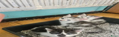 Mixed Breed 6