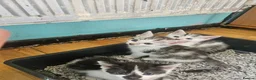 Mixed Breed cats for sale: Beautiful kittens  - Advert 10