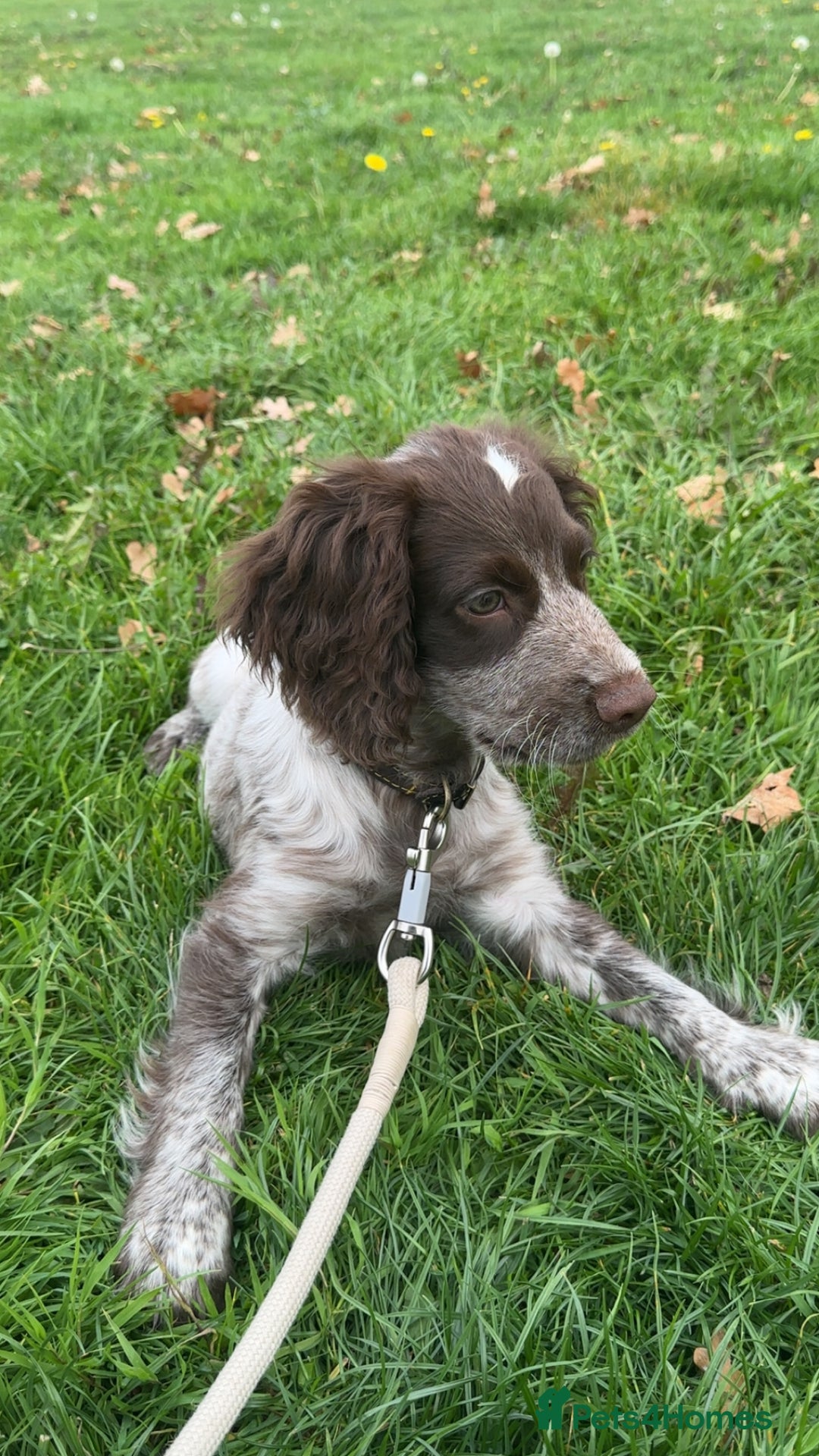 Cocker Spaniel dogs for sale: Sadly having to re-home my 5 month old puppy - Advert 4