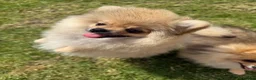 Pomeranian dogs for sale: Teddy face Pomeranians  - Advert 16