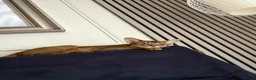 Abyssinian cats for sale: Pure Abyssinian available  - Advert 9