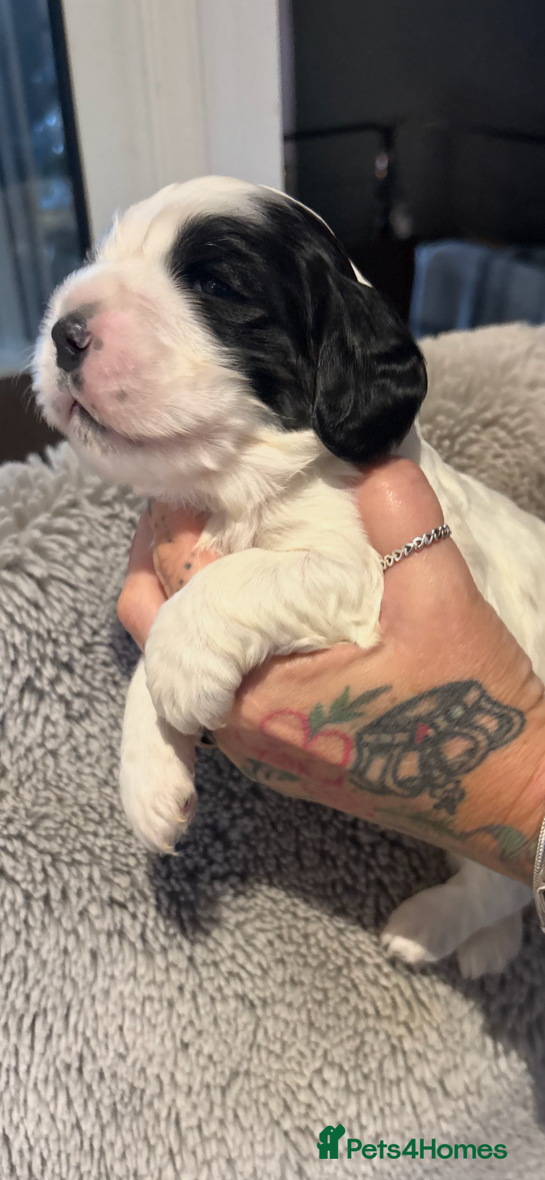 Cocker Spaniel dogs for sale: Stunning kc registered show cocker spaniels  - Advert 4