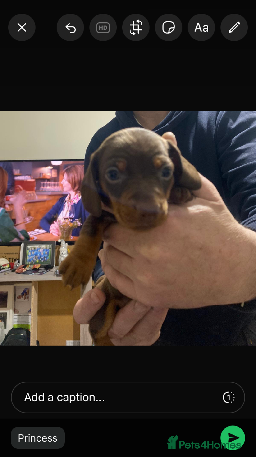 Miniature Dachshund dogs for sale: Miniature Daschund  - Advert 4