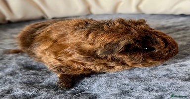 Guinea Pig rodents - Advert 6