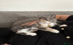 Maine Coon cats for sale: Maincoon x ragdoll kitten 2 kittens left  - Image 8