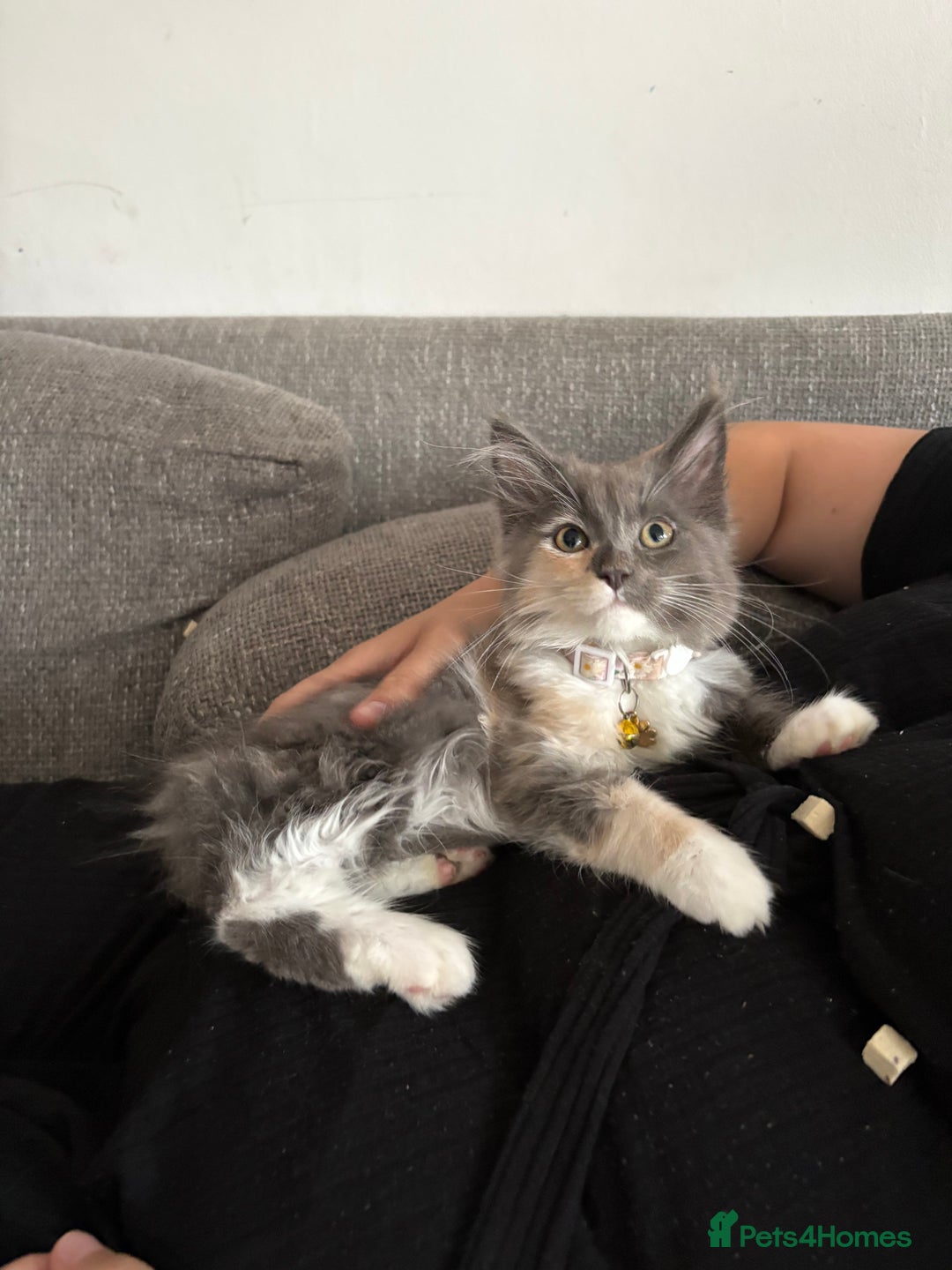 Maine Coon cats for sale: Maincoon x ragdoll kitten 2 kittens left  - Image 8