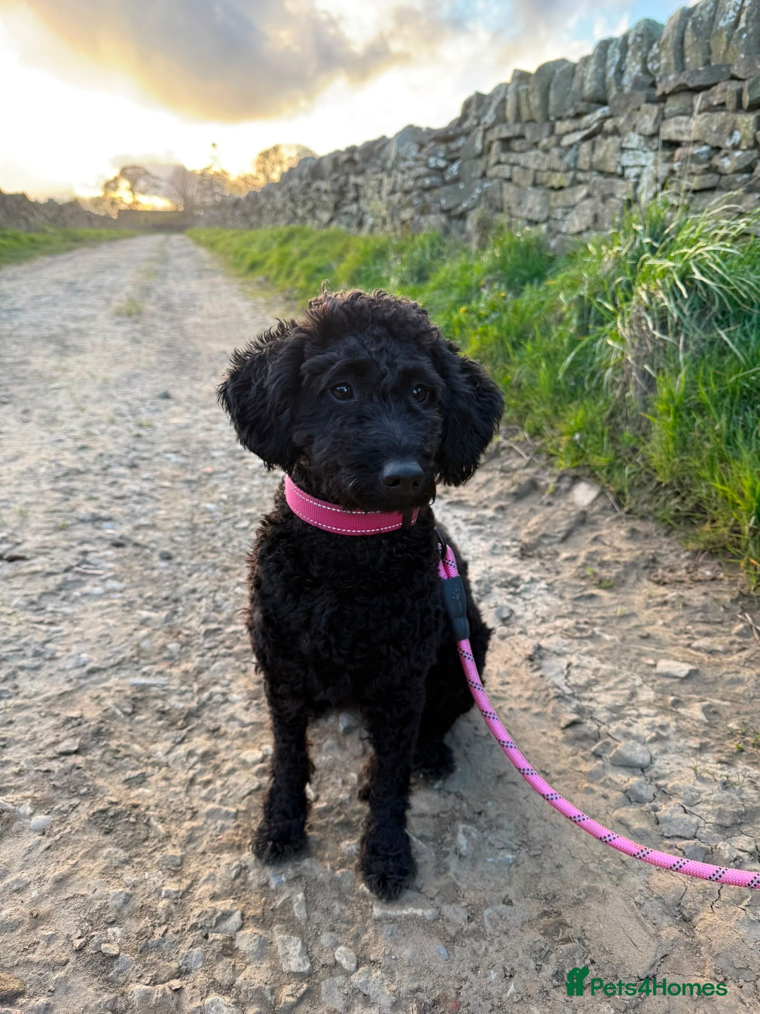 Miniature Poodle dogs Gordon - Advert 1
