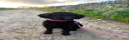 Miniature Poodle dogs for sale: Gordon in Sheffield - Advert 1