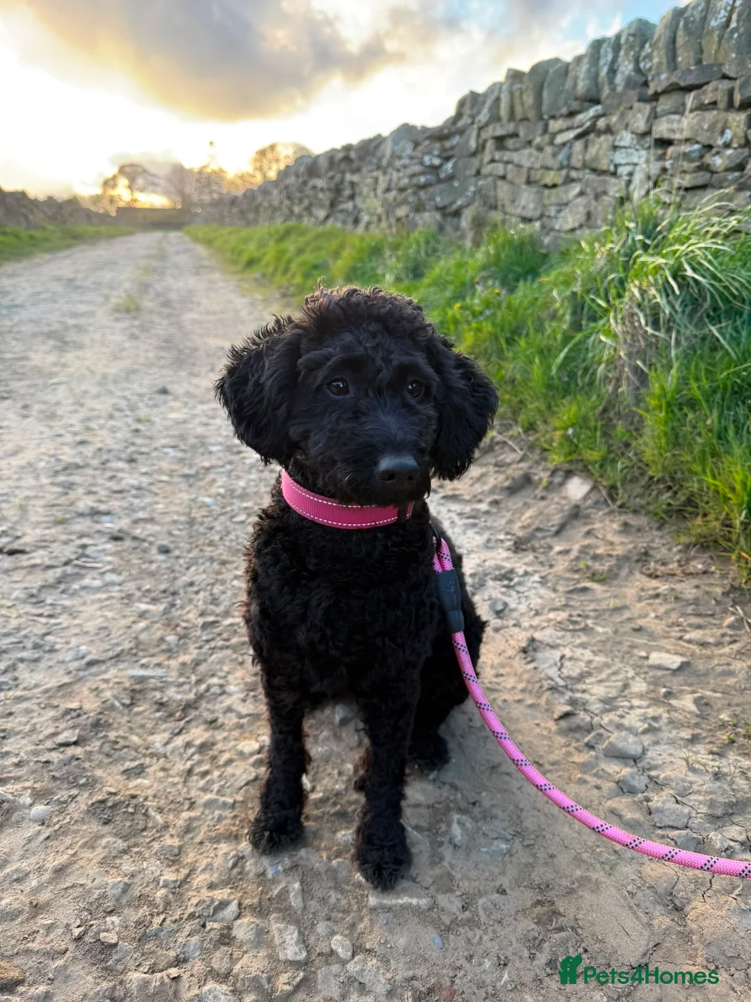 Miniature Poodle dogs for sale: Gordon in Sheffield - Advert 1
