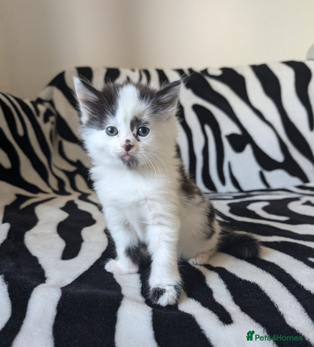 Mixed Breed cats for sale: Kittens  - Image 4
