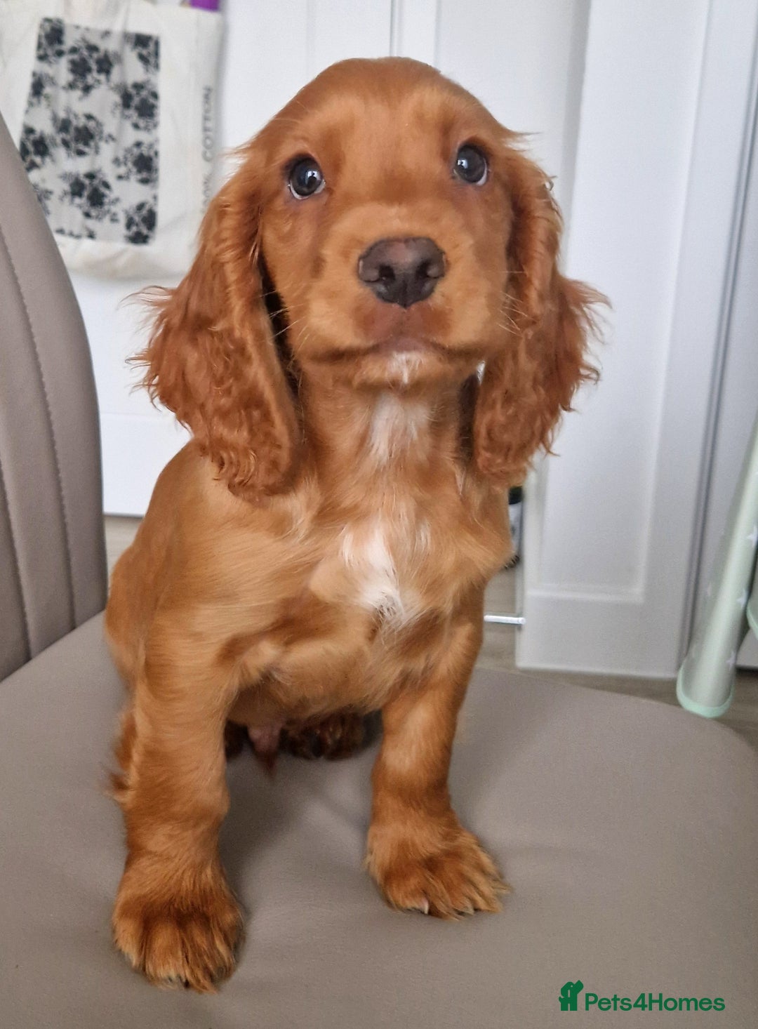 Cocker Spaniel dogs for sale: 11 months old Cocker Spaniel Bentley - Advert 5