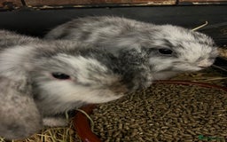 Mini Lop rabbits for sale: A Pair of Stunning Mini Lop Boys - Image 4