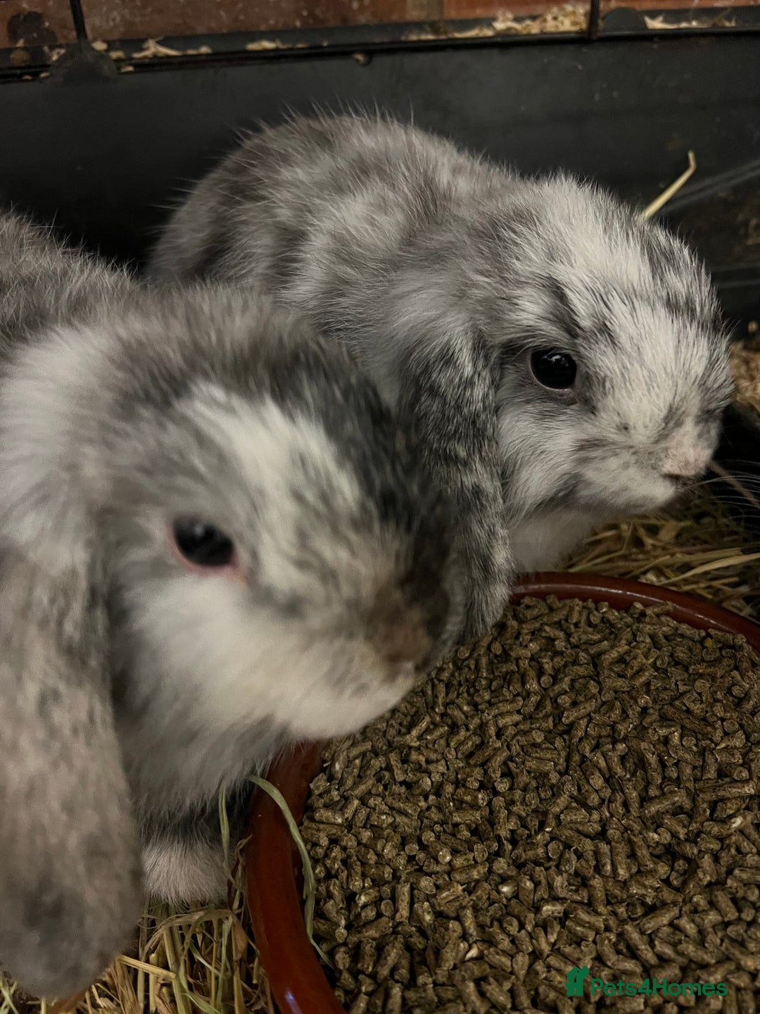 Mini Lop rabbits for sale: A Pair of Stunning Mini Lop Boys - Image 4