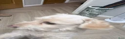 Bichon Frise dogs for adoption: WALLACE 🌟 a Sensitive boy for a Safe, Loving Home in Nottingham - Advert 34