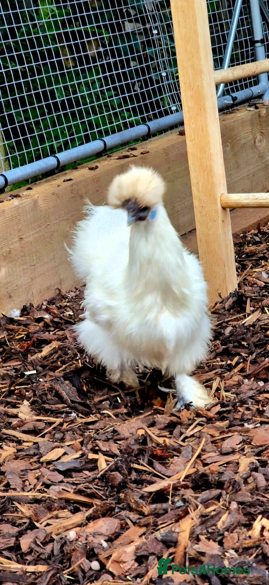 Chickens poultry for sale: Days old chicks available  - Advert 10