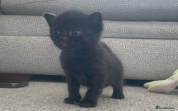 British Shorthair cats for sale: 🐾British shorthair kittens for sale 🐾  - Image 15