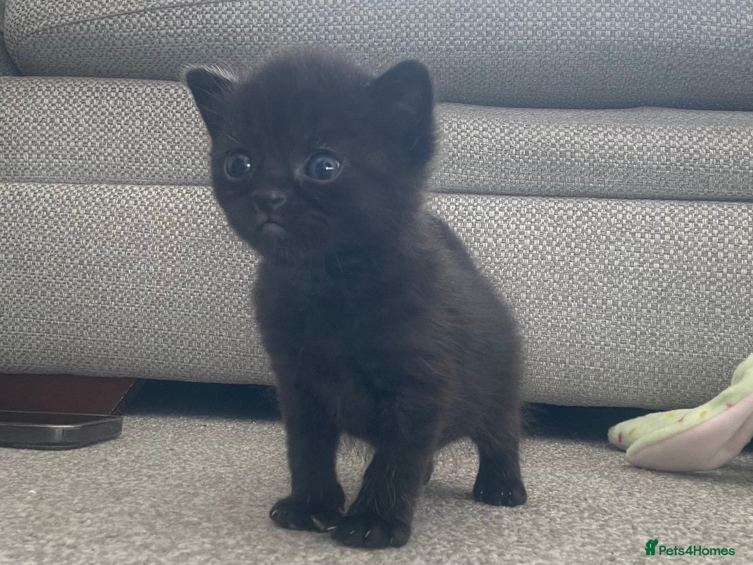 British Shorthair cats for sale: 🐾British shorthair kittens for sale 🐾  - Image 15