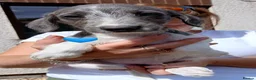 Whippet dogs for sale: Beddlington whippets  - Advert 4