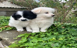 Samoyed dogs for sale: Beautiful Fluffy Samoyed x Collies - Image 5