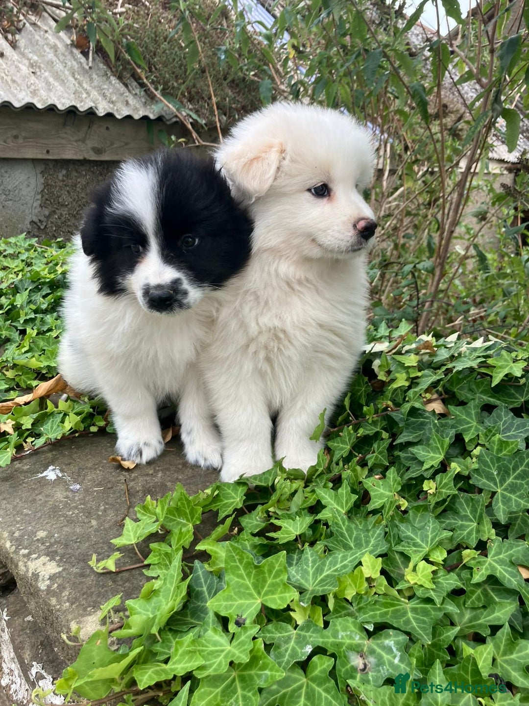 Samoyed dogs for sale: Beautiful Fluffy Samoyed x Collies - Image 5