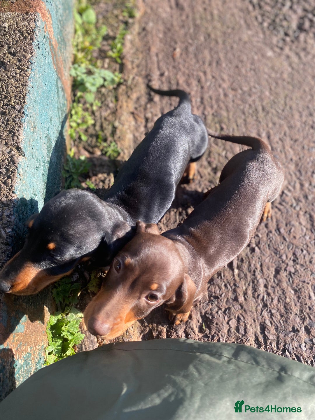 Dachshund dogs for sale: Miniature Dachshund Puppies ⭐️one male left  ⭐️ - Advert 9