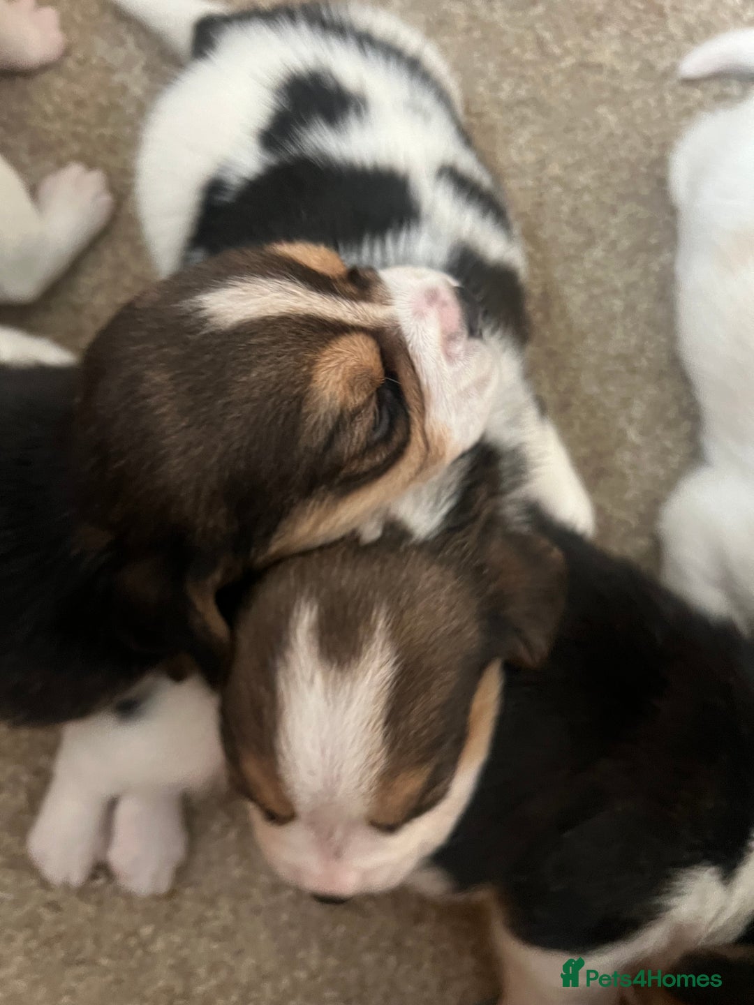 Beagle dogs for sale: KC reg,,, Charterwood//dyalyn  beagles - Image 9