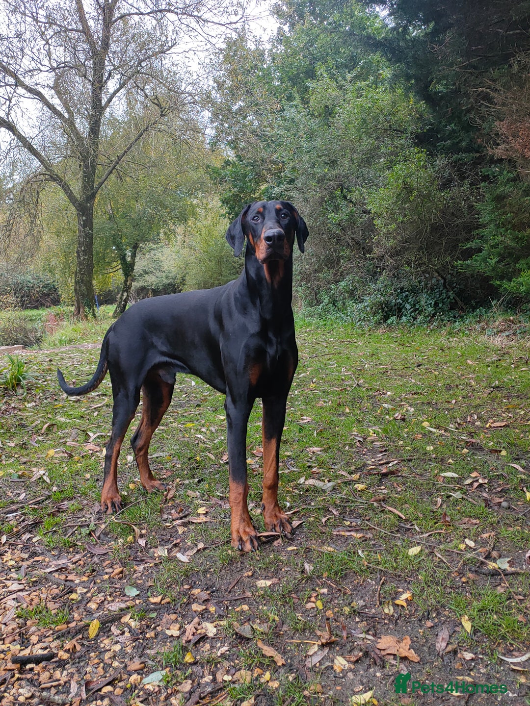 Dobermann dogs for stud: European Doberman - Stud - Image 1