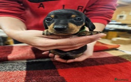 Miniature Dachshund dogs for sale: KC Registered Miniature Dachshund Puppies - Image 31