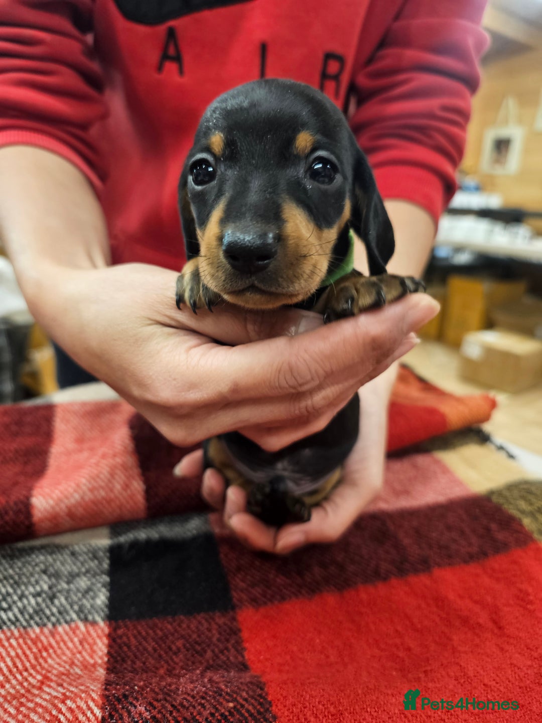 Miniature Dachshund dogs for sale: KC Registered Miniature Dachshund Puppies - Image 31