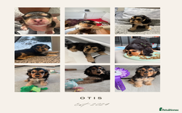 Cocker Spaniel dogs for sale: KC REG Showtype Cocker Spaniel LAST PUP ready 3/8 - Image 16