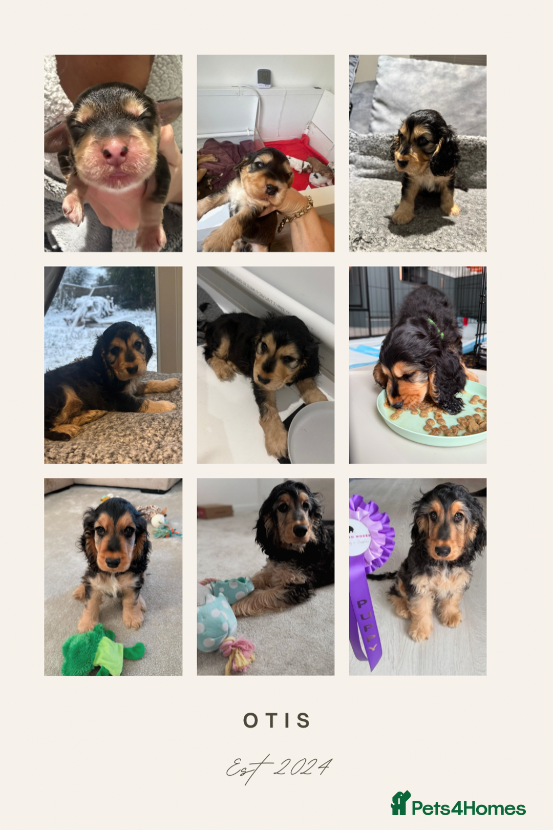 Cocker Spaniel dogs for sale: KC REG Showtype Cocker Spaniel LAST PUP ready 3/8 - Image 16