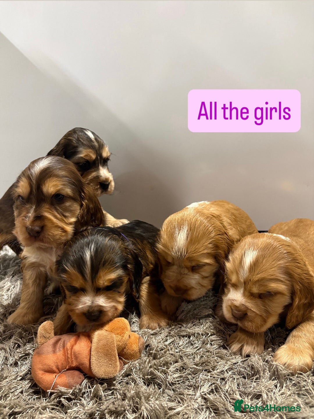 Cocker Spaniel dogs for sale: ✨STUNNING SABLE SHOW TYPE COCKER SPANIEL PUPPIES✨ - Advert 3