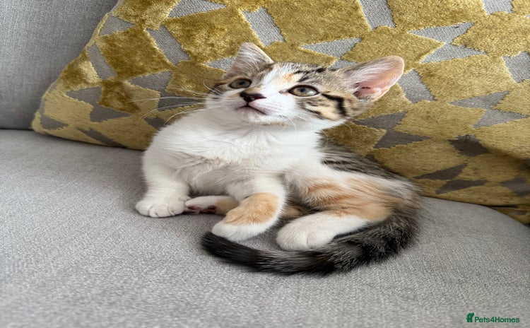 Mixed Breed cats - Advert 12