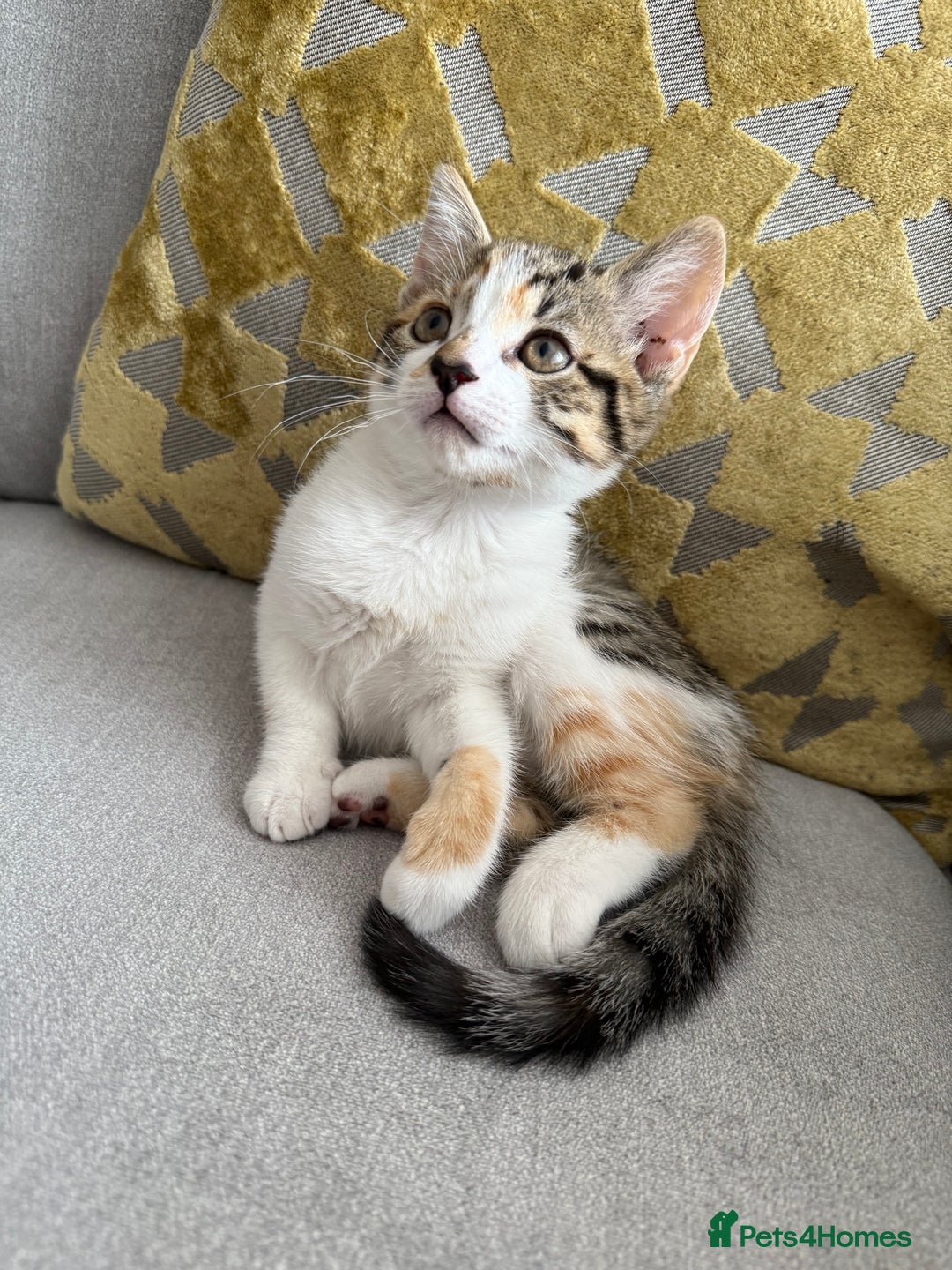 Mixed Breed cats for sale: Kittens for sale  - Image 3