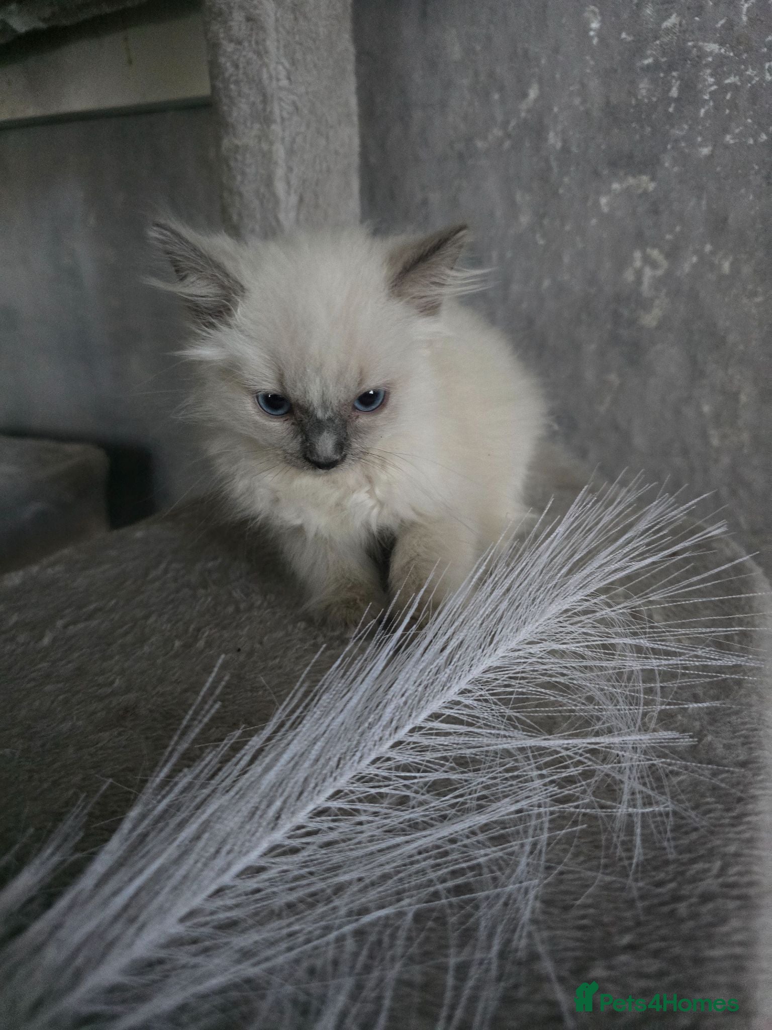 Ragdoll cats Ragdoll boy  - Advert 5
