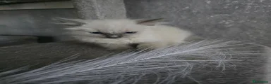 Ragdoll 1