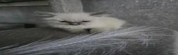 Ragdoll cats for sale: Ragdoll boy  - Advert 1