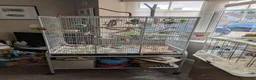 Parakeets birds for sale: Indian ringneck parakeet  in Hartlepool - Advert 5