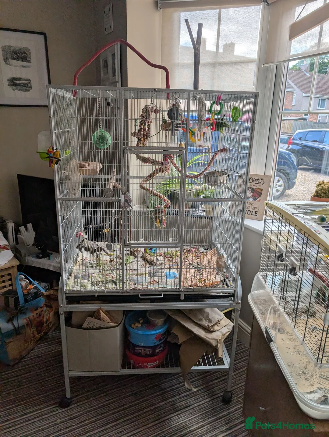 Parakeets birds for sale: Indian ringneck parakeet  in Hartlepool - Advert 5