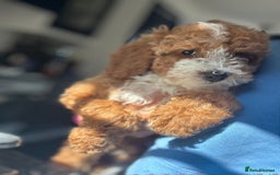 Cockapoo dogs for sale: Stunning cockapoodles  - Image 1