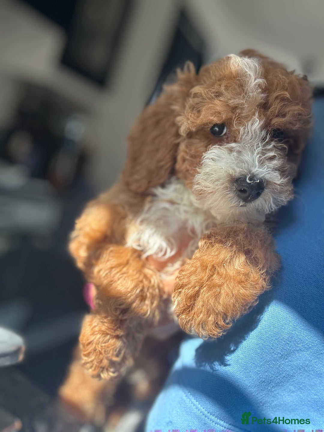 Cockapoo dogs for sale: Stunning cockapoodles  - Image 1