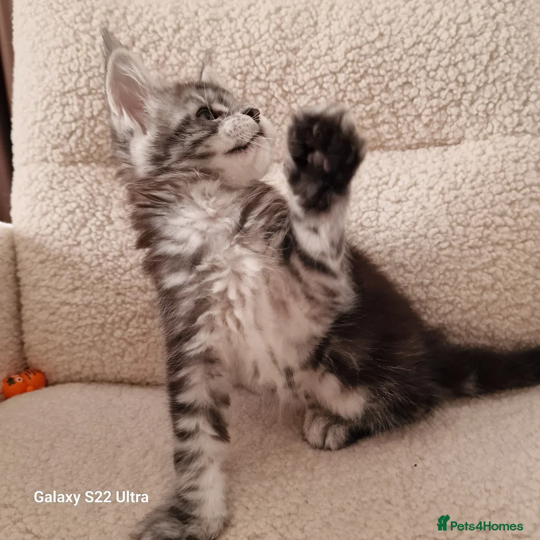 Maine Coon cats for sale: Kittens – Licensed Cattery (UK) 🐾 - Advert 2