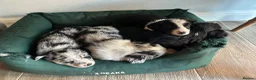 Border Collie dogs for sale: Border collie puppies - Advert 19