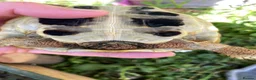 Hermann Tortoise reptiles for sale: Harmann Tortoise 6 years old  in Egham - Advert 7