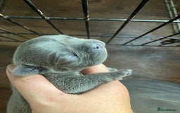 French Bulldog dogs for sale: KC French Bulldog Puppies - Image 1