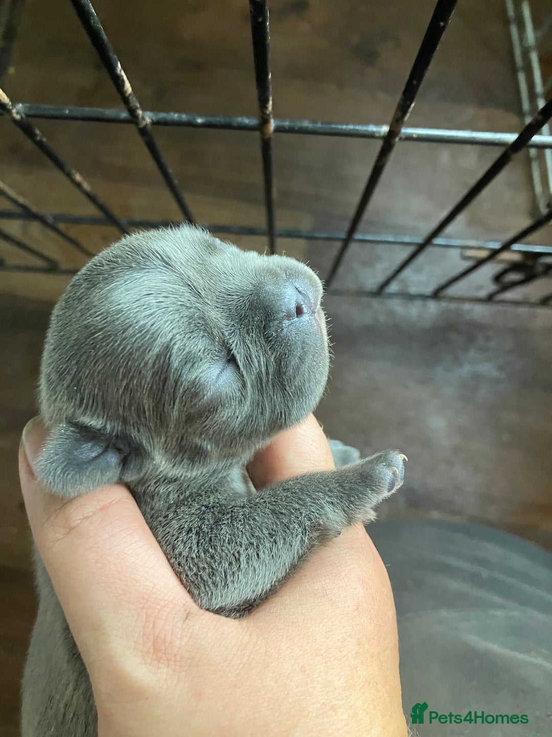 French Bulldog dogs for sale: KC French Bulldog Puppies - Image 1
