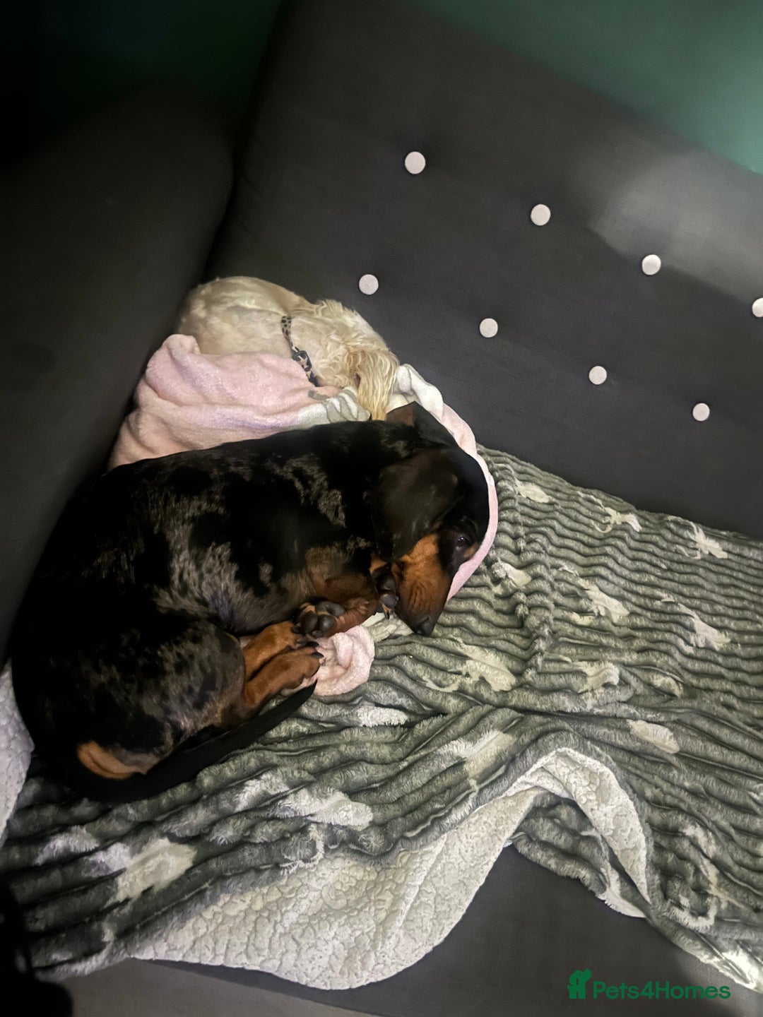 Mixed Breed dogs for sale: Maltese Cross Miniature Dachshund  - Advert 19